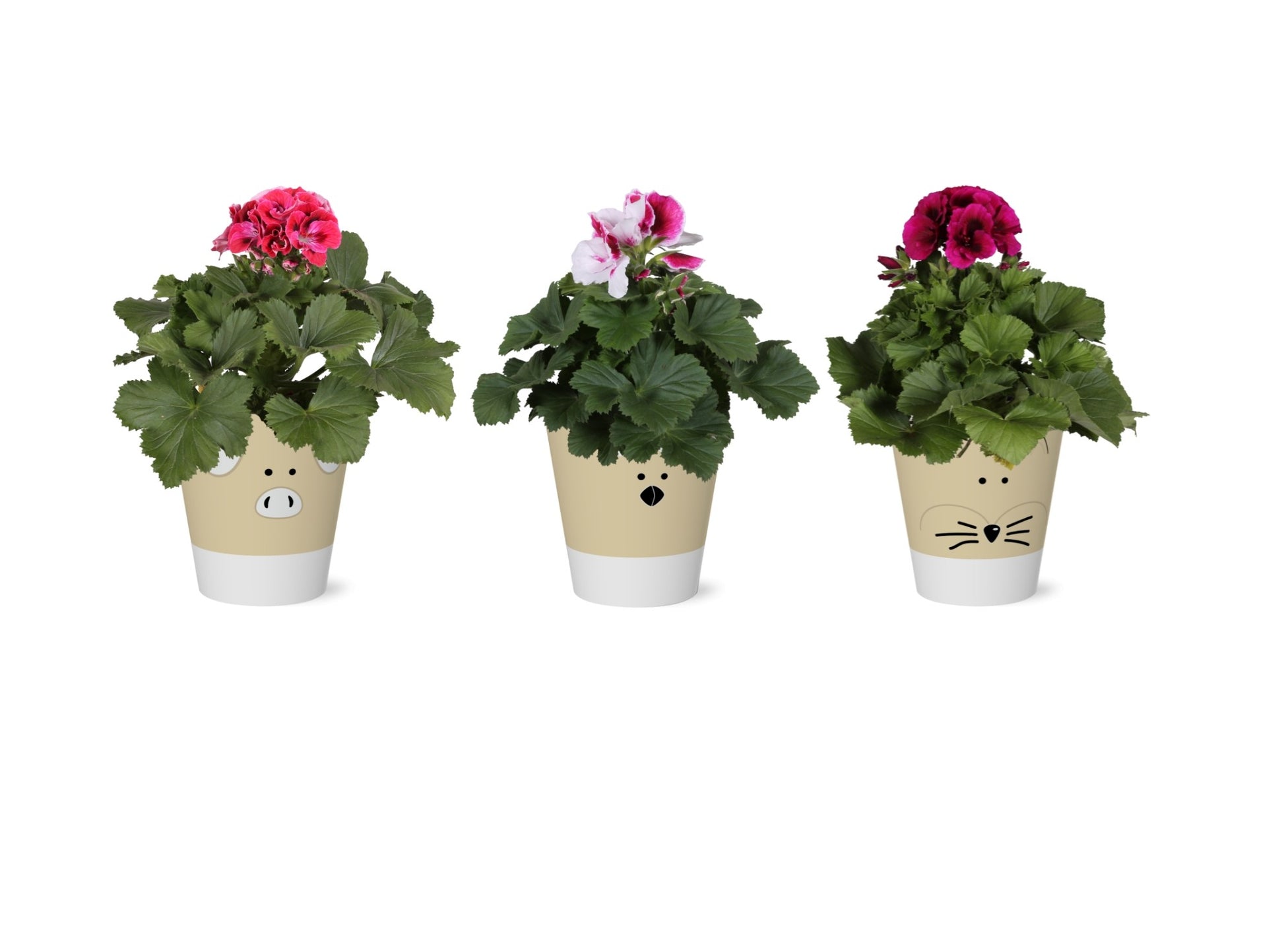 Pelargonium gr. mix 30cm 12cm Pot