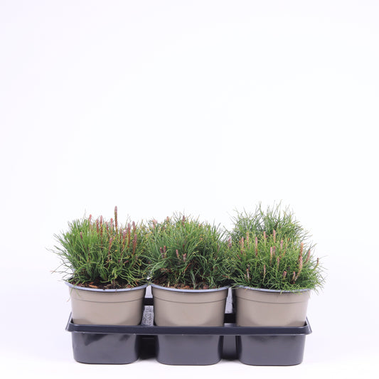 Pinus mugo Mughus 20cm 15cm Pot