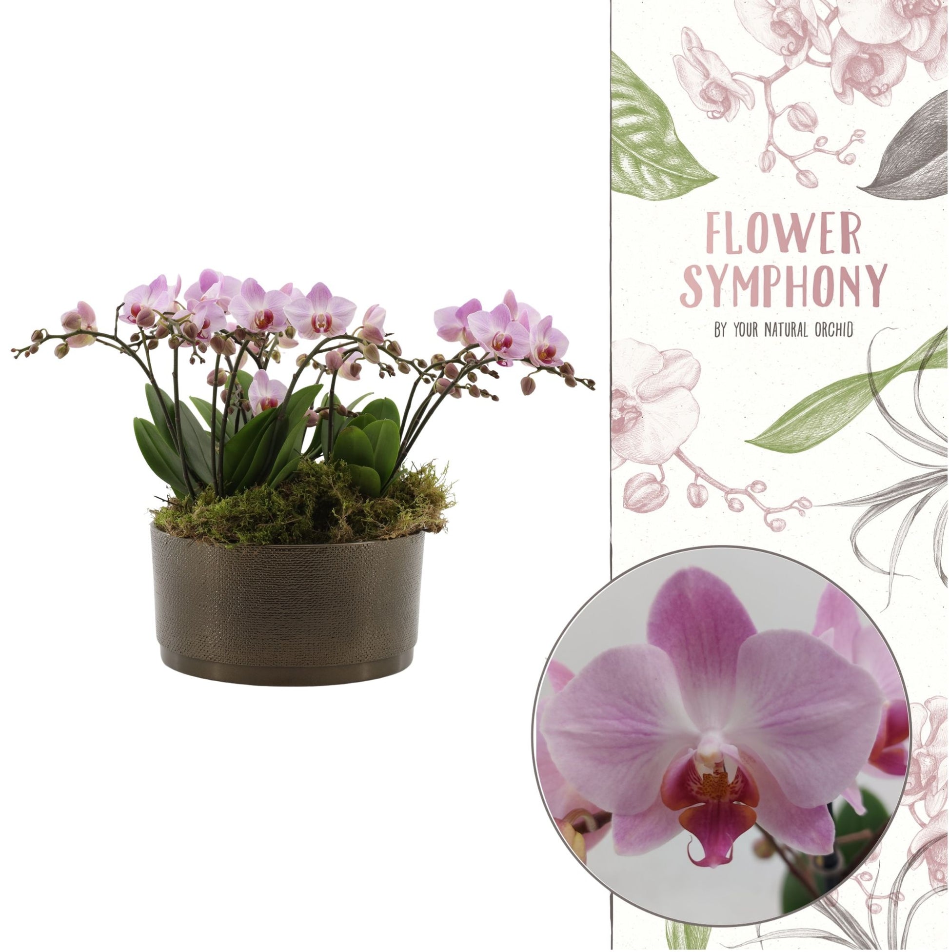 Phalaenopsis mf. Antwerp 50cm 27cm Pot