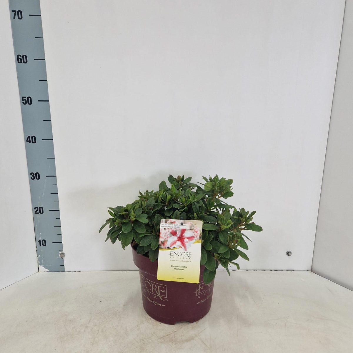 Rhododendron Encore Autumn Starburst 40cm 23cm Pot