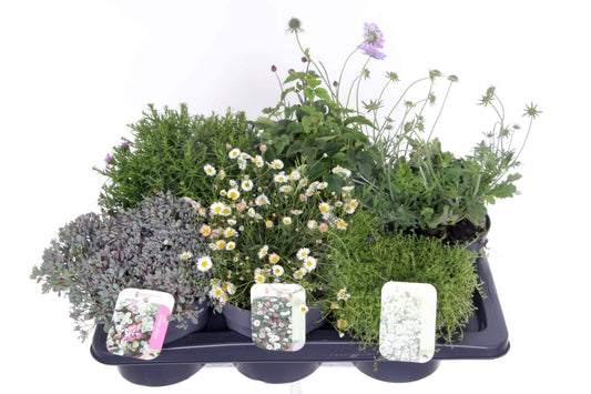 Perennial mix 40cm 17cm Pot