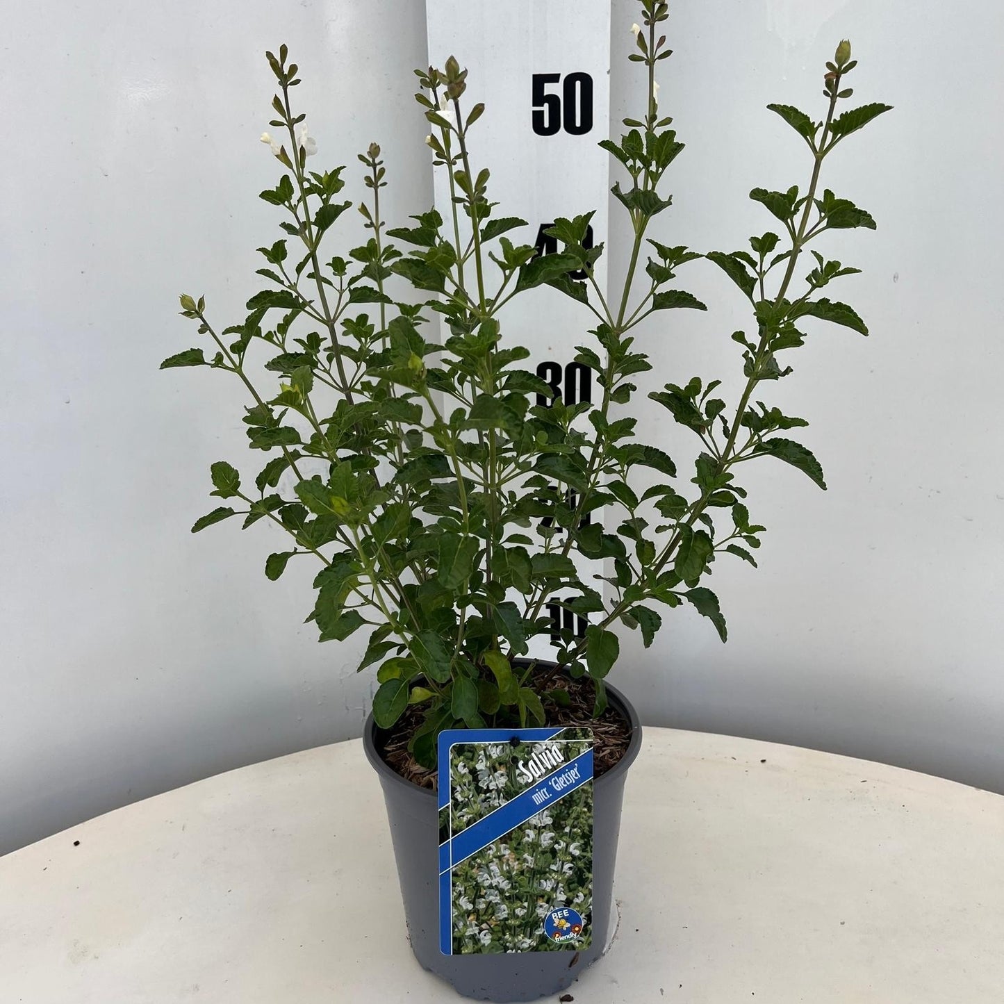 Salvia mic. Gletsjer 35cm 17cm Pot