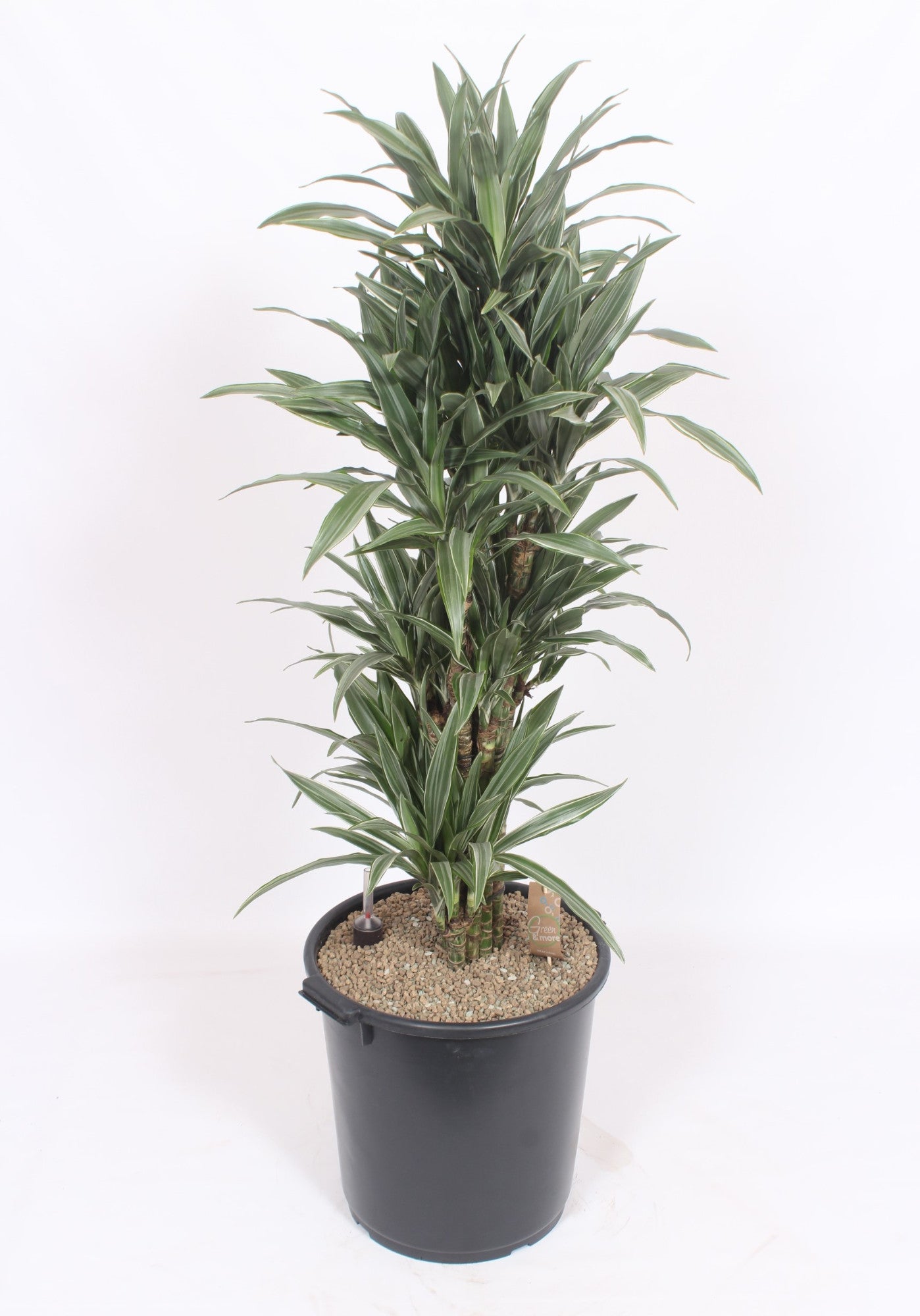 Dracaena fragrans Warneckei 150cm 40cm Pot