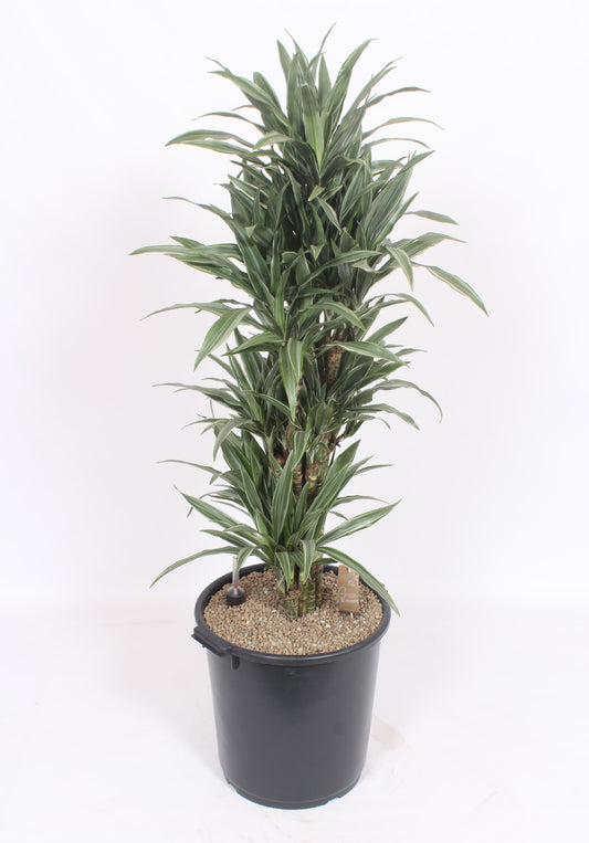 Dracaena fragrans Warneckei 150cm 40cm Pot