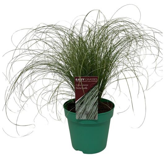 Carex coman Frosted Curls 35cm 17cm Pot