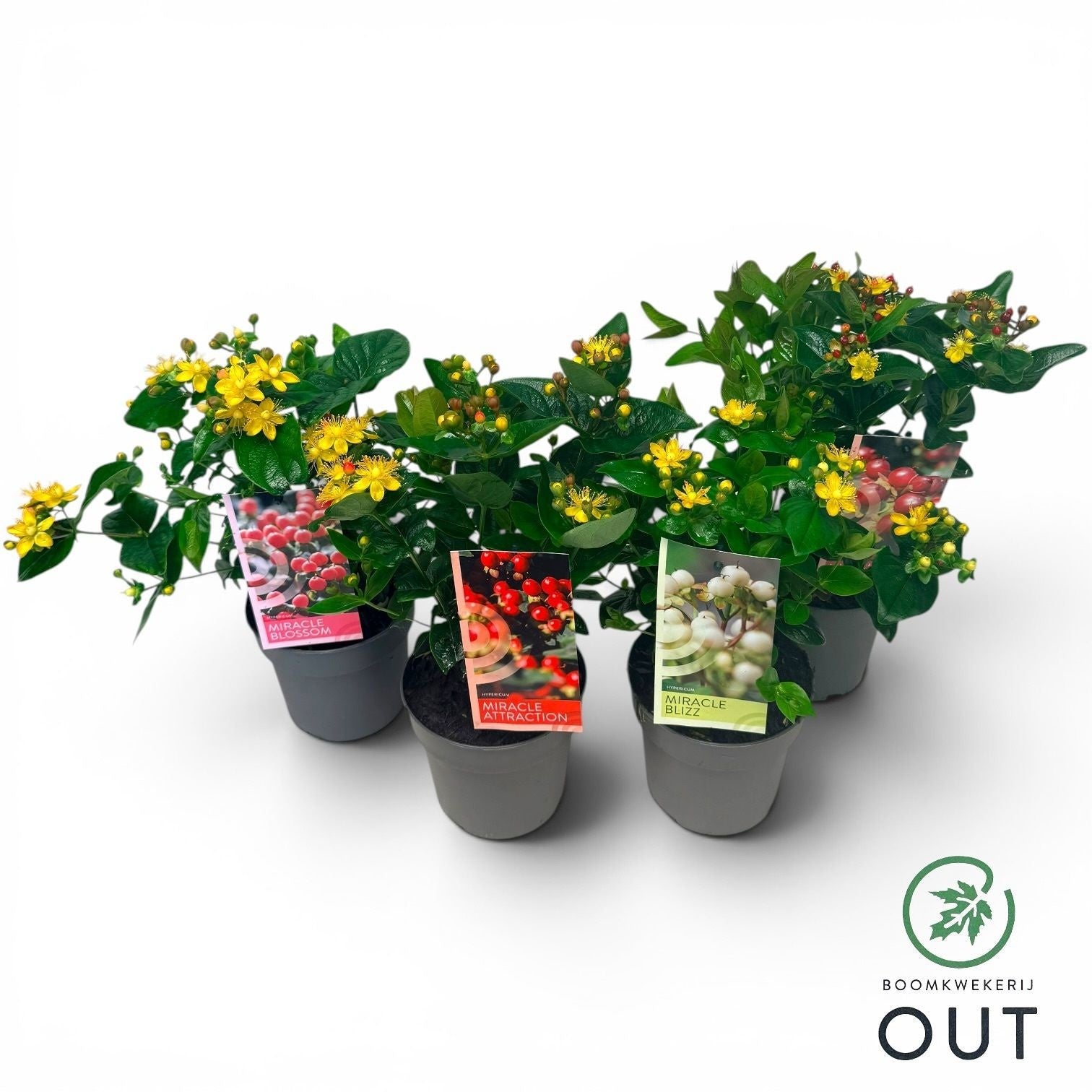 Hypericum Miracle mix 45cm 17cm Pot