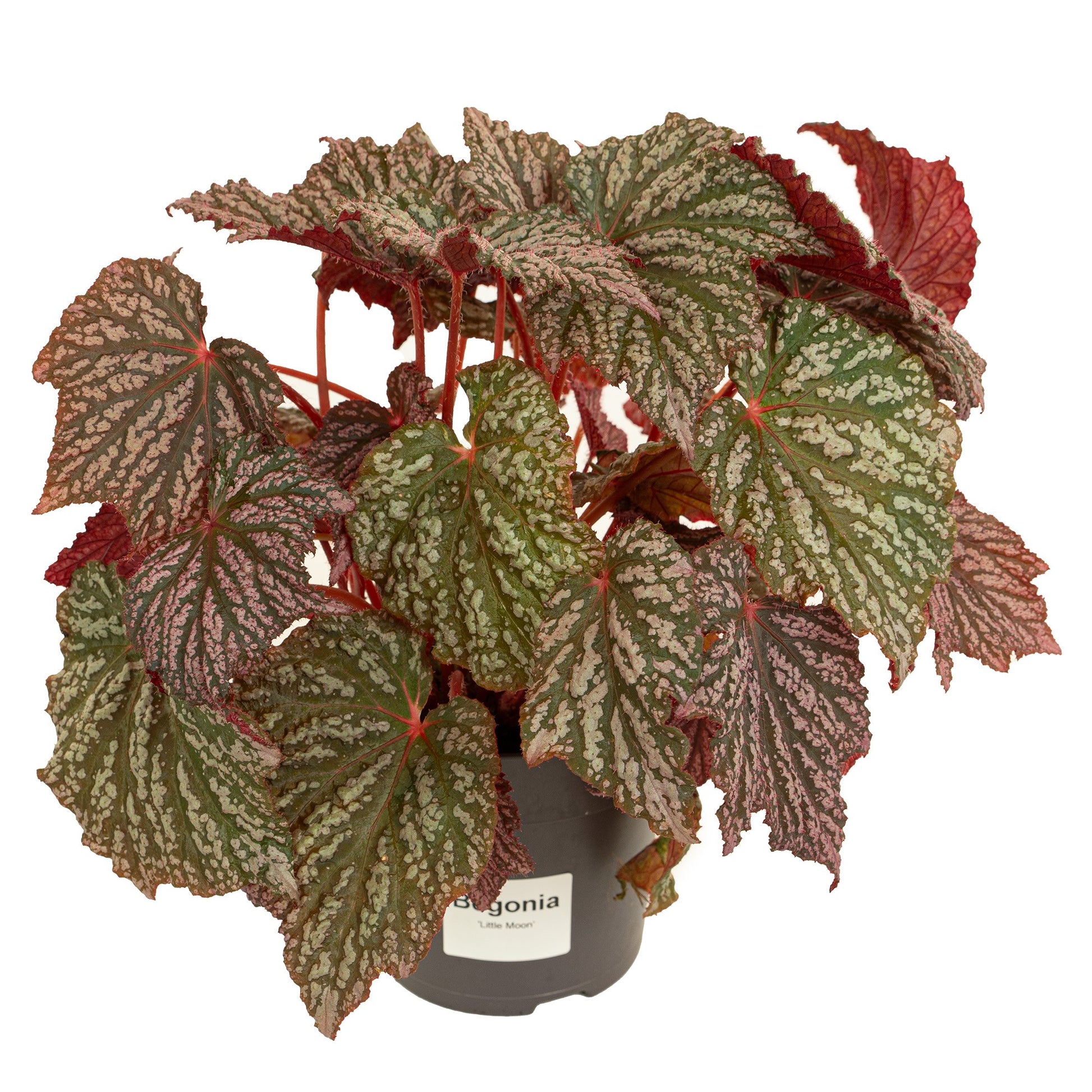 Begonia Little Moon 38cm 15cm Pot