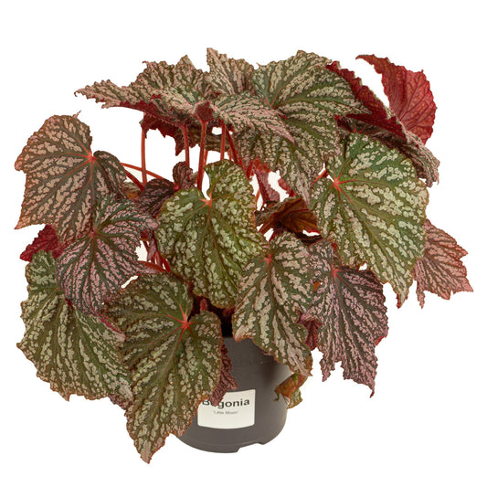 Shrubs mix 38cm 15cm Pot