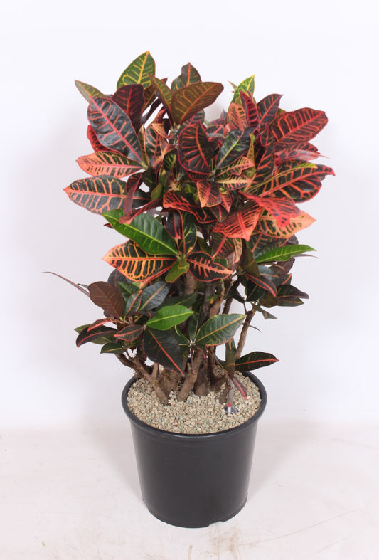 Codiaeum Petra 110cm 32cm Pot