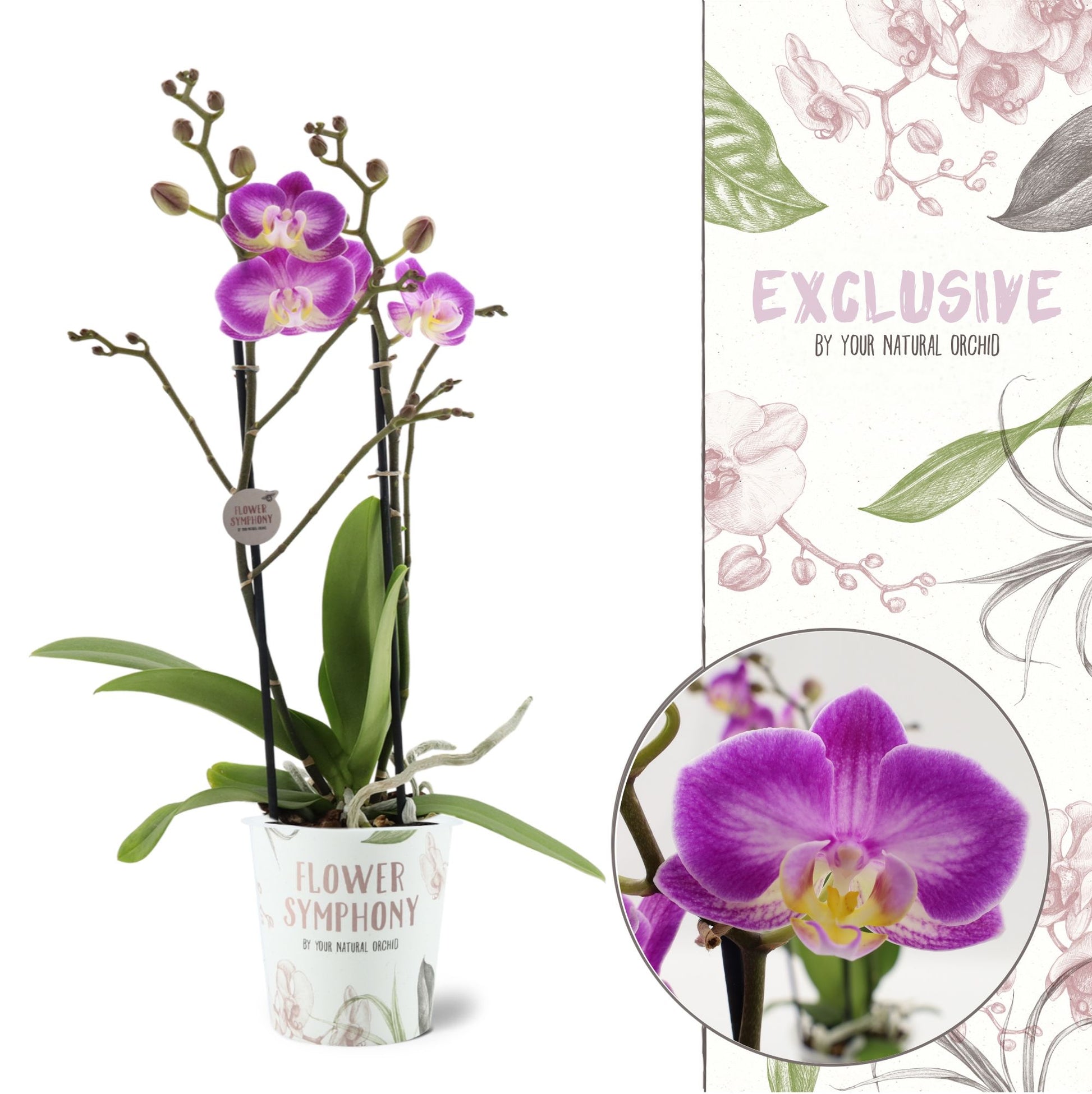Phalaenopsis Flower Symphony Sunca Pula 45cm 12cm Pot