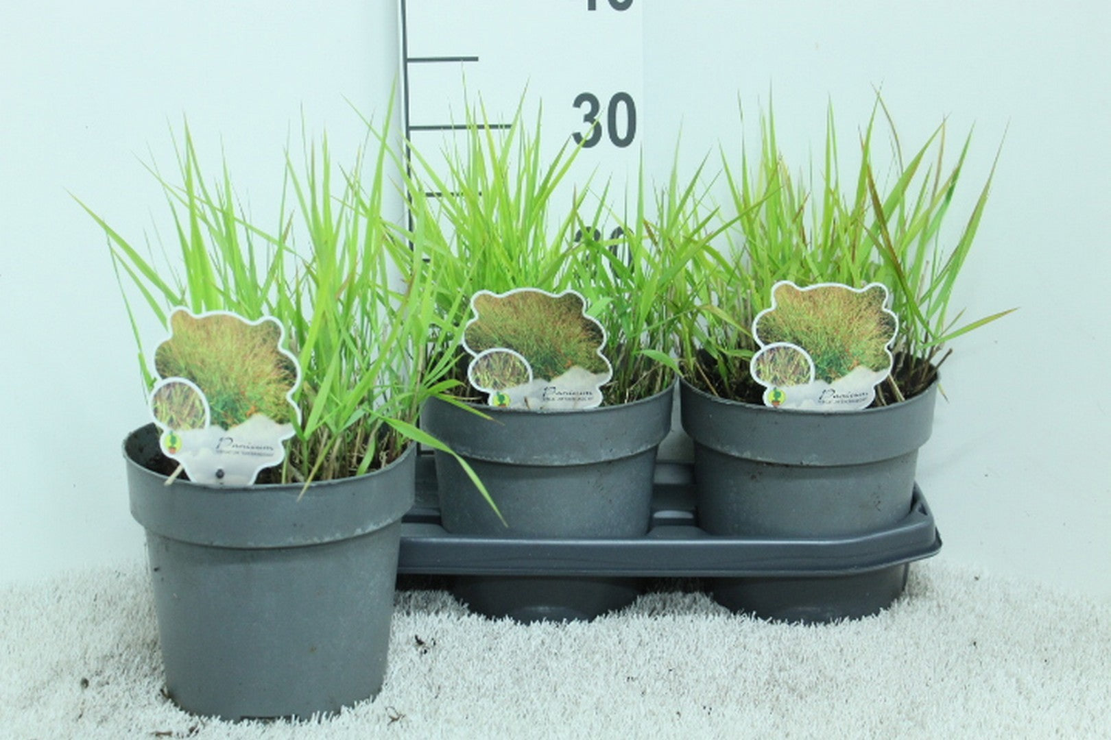 Panicum virgatum 30cm 19cm Pot
