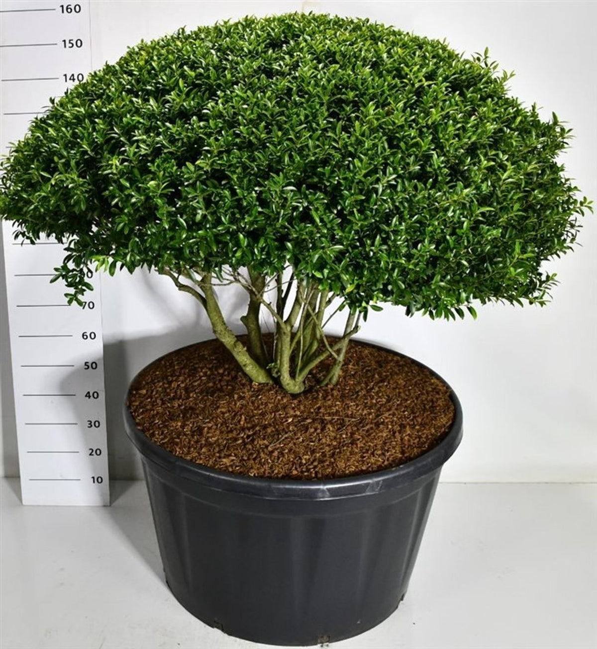 Ilex mix 160cm 90cm Pot