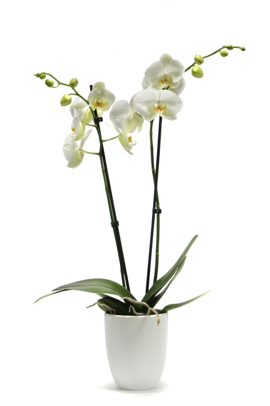 Phalaenopsis white 60cm 12cm Pot