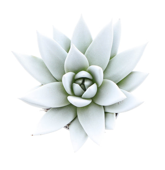 Rainbow white 8cm 6cm Pot