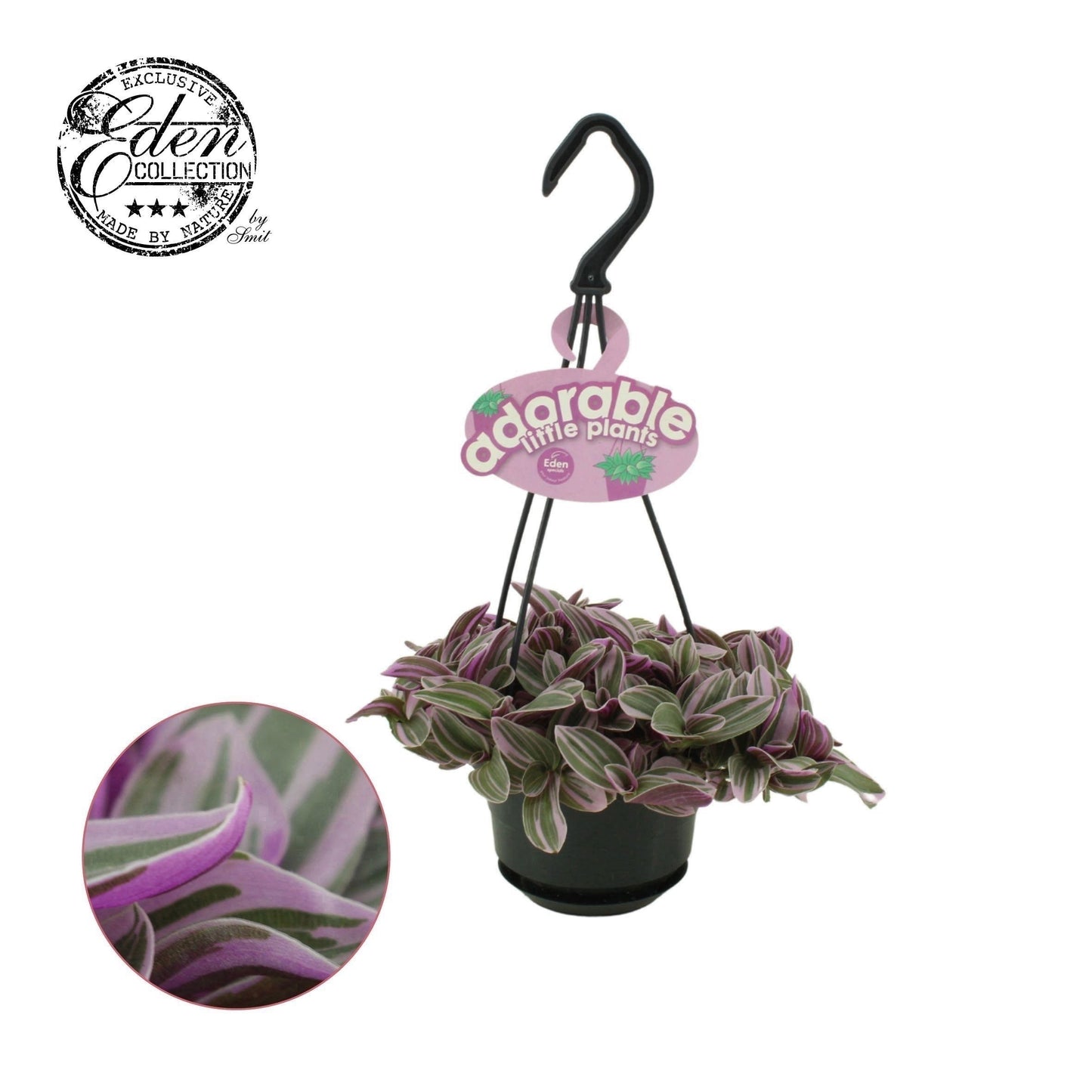 Tradescantia Sweetness 15cm 510cm Pot