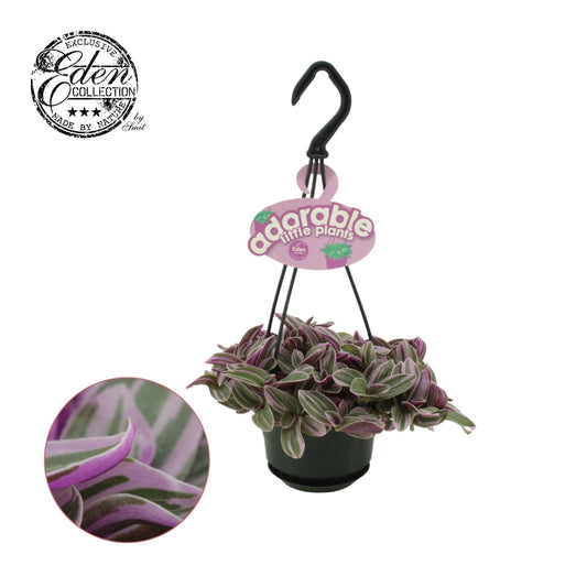 Tradescantia Sweetness 15cm 510cm Pot