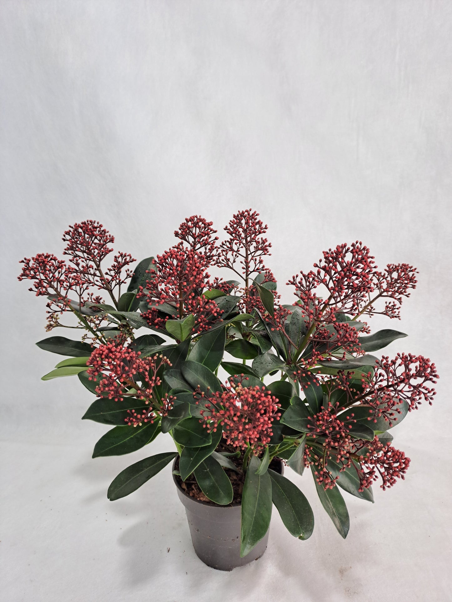 Skimmia japonica Rubella 30cm 12cm Pot