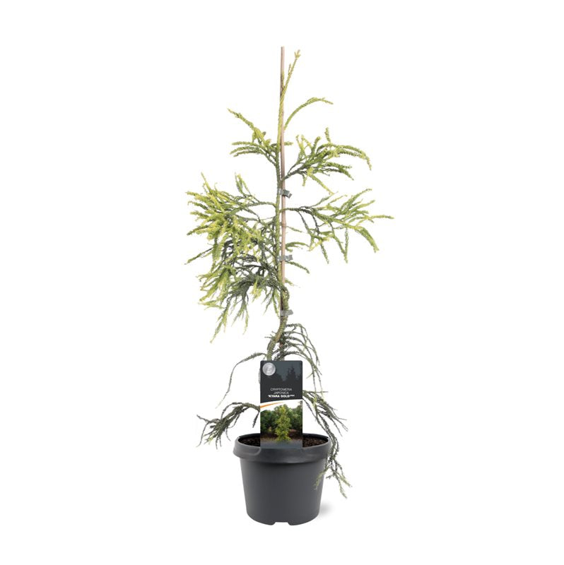 Cryptomeria japonica mix 55cm 19cm Pot
