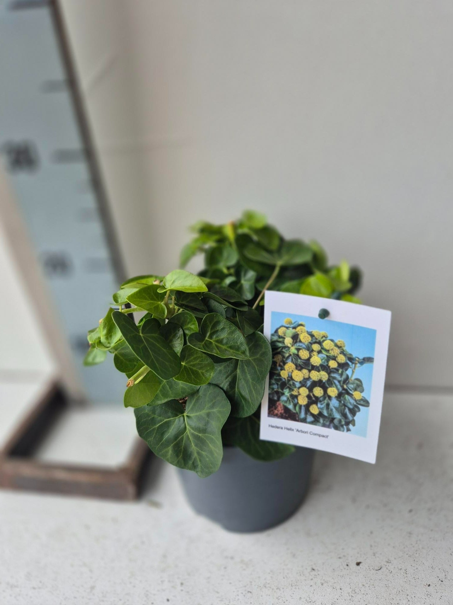 Roessel Tuinpl. VOF, B. v. Hedera helix Arborescens Pack of 6