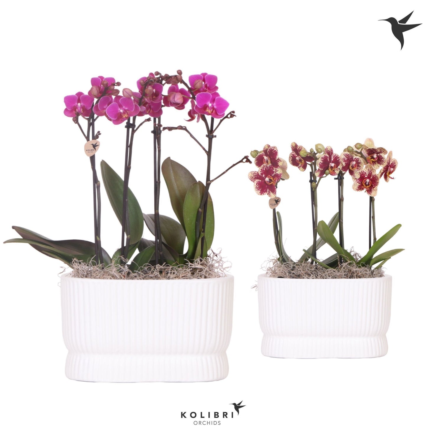 OK Plant Kolibri Orchids Phalaenopsis White 4 spike in Diabolo twin white Pack of 3