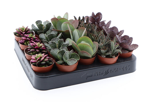 Succulenten Excellent mix 8cm 505cm Pot