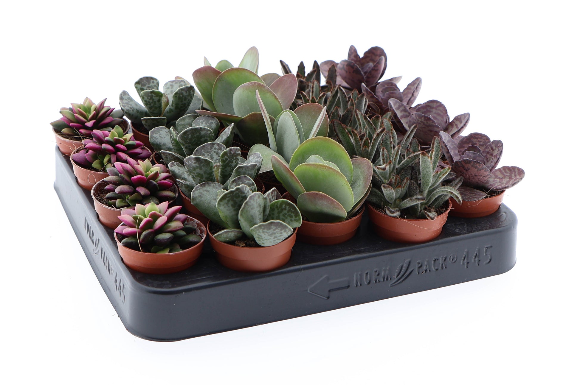 Succulenten Excellent mix 8cm 5.5cm Pot