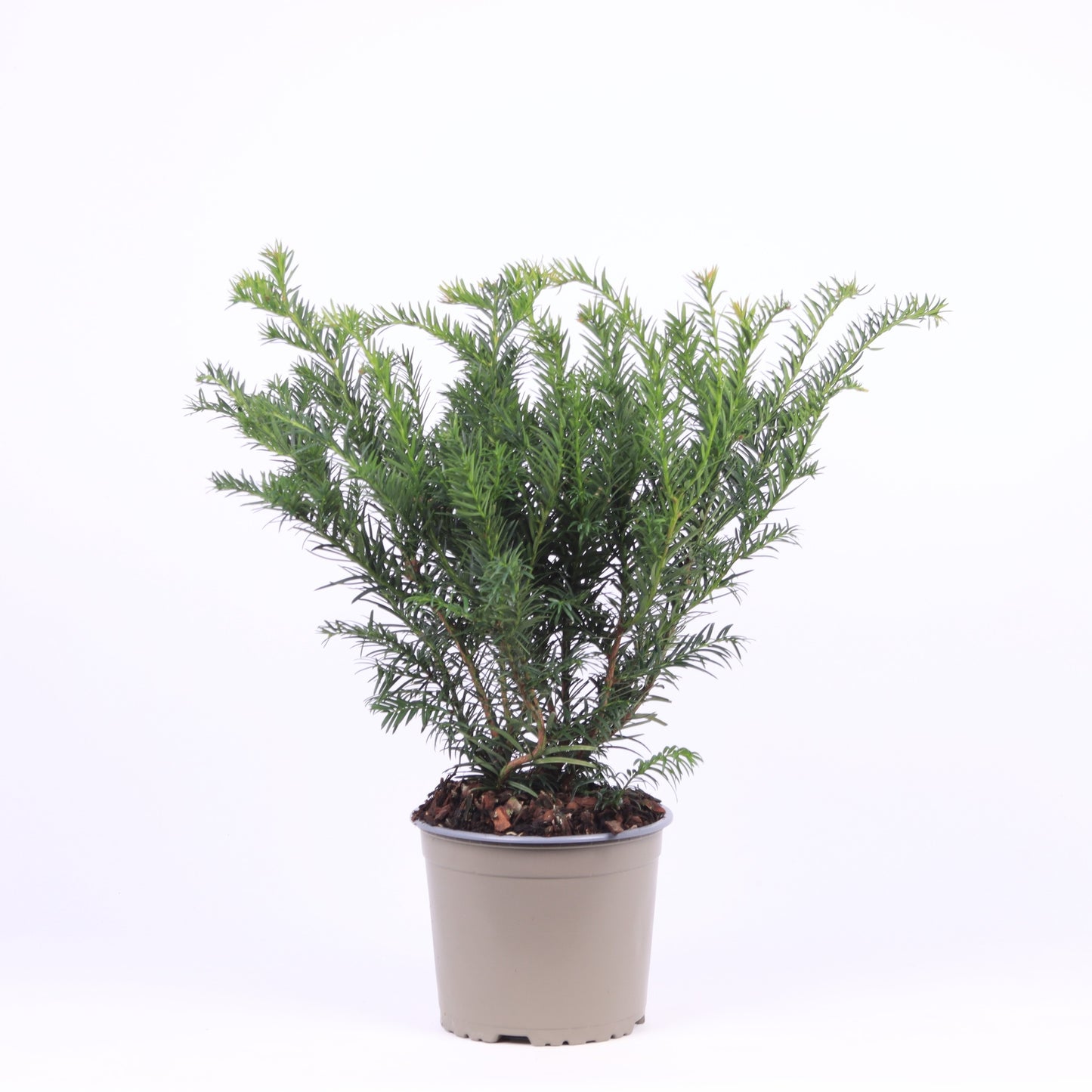 Taxus Repandens 45cm 17cm Pot