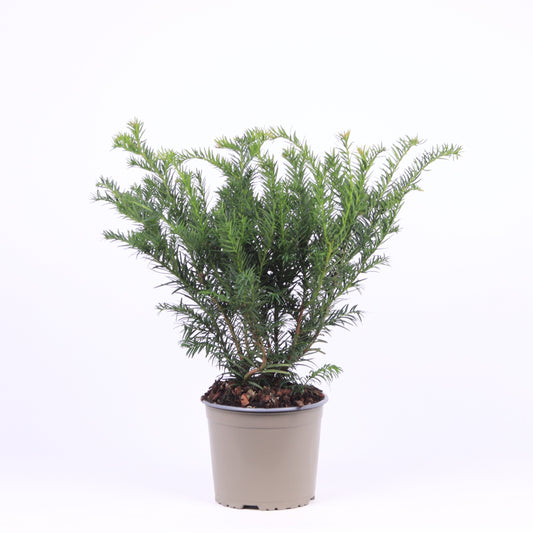 Taxus Repandens 45cm 17cm Pot