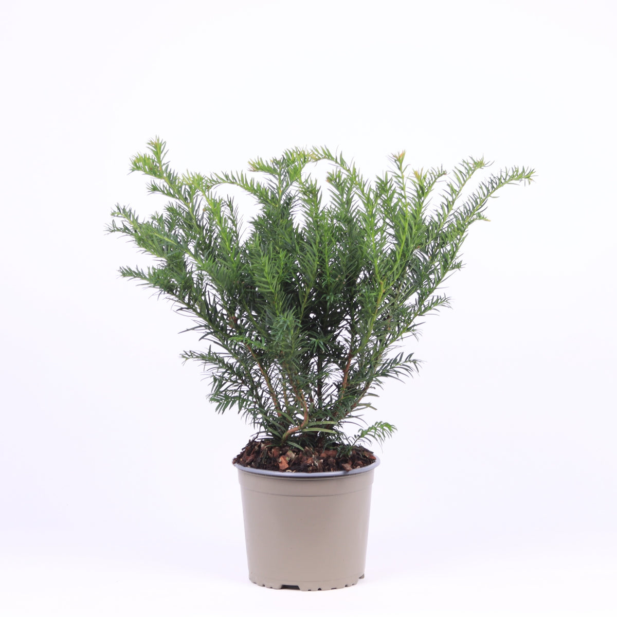 Taxus Repandens 45cm 17cm Pot