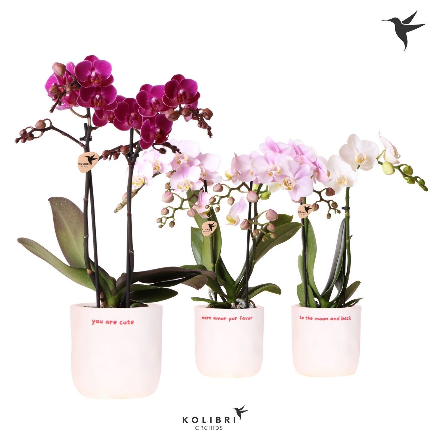 Phalaenopsis multiflora white 40cm 9cm Pot