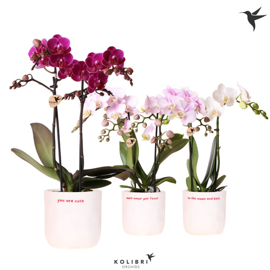 Phalaenopsis multiflora white 40cm 9cm Pot