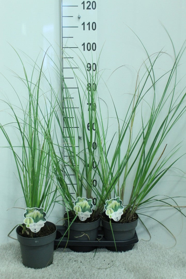 Cortaderia sellona Pumila 100cm 19cm Pot