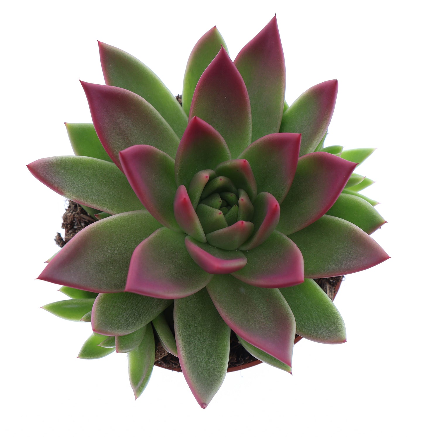 Miranda tips bordeaux red 12cm 510cm Pot
