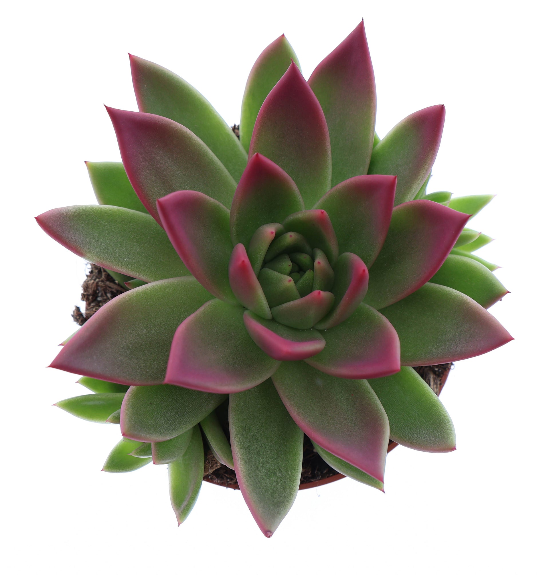 Miranda tips bordeaux red 12cm 510cm Pot