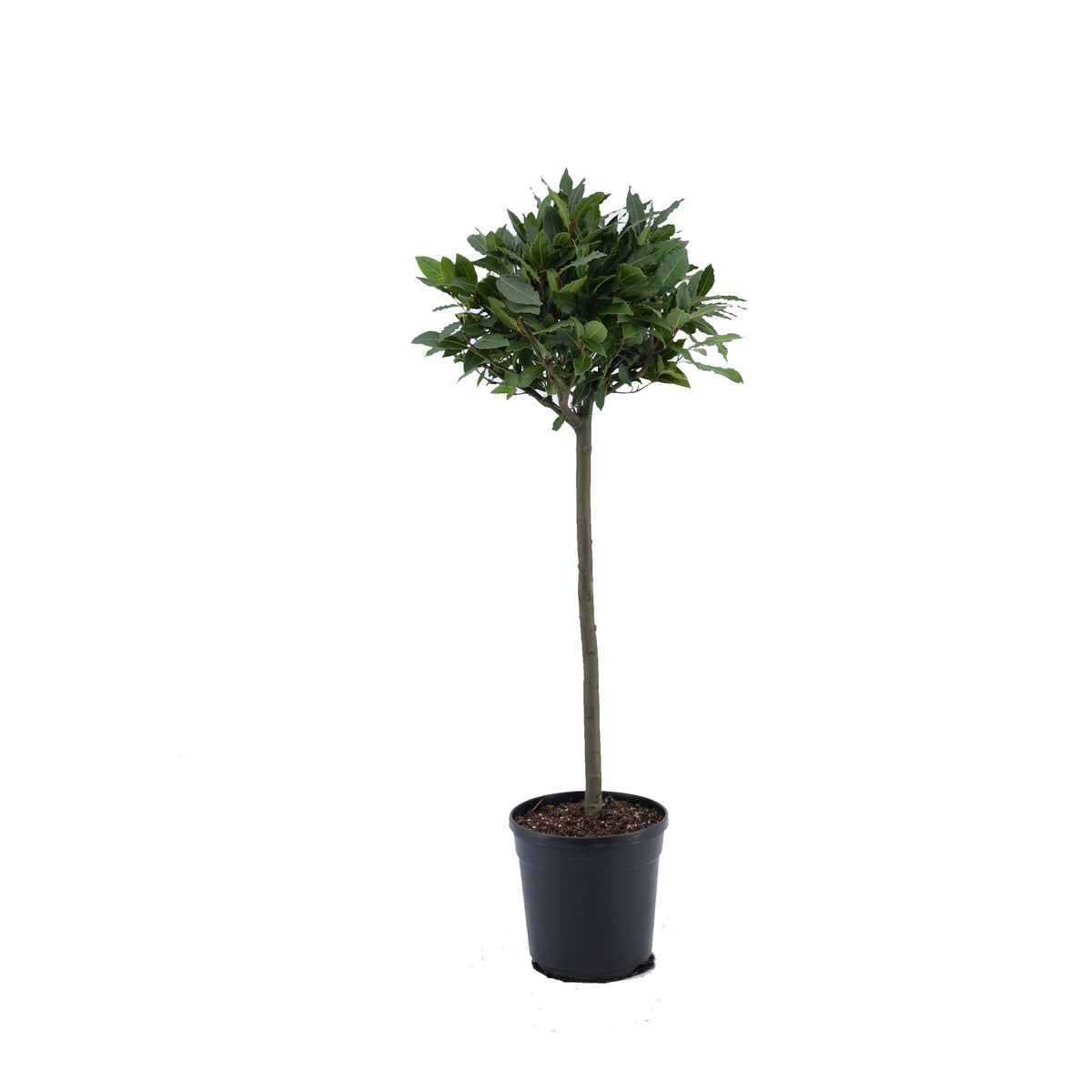 Laurus nobilis 90cm 20cm Pot