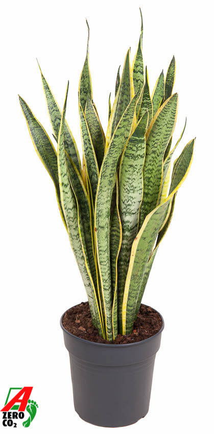 Sansevieria Laurentii 90cm 24cm Pot