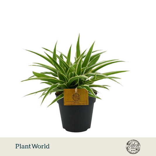 Chlorophytum Ocean 25cm 12cm Pot