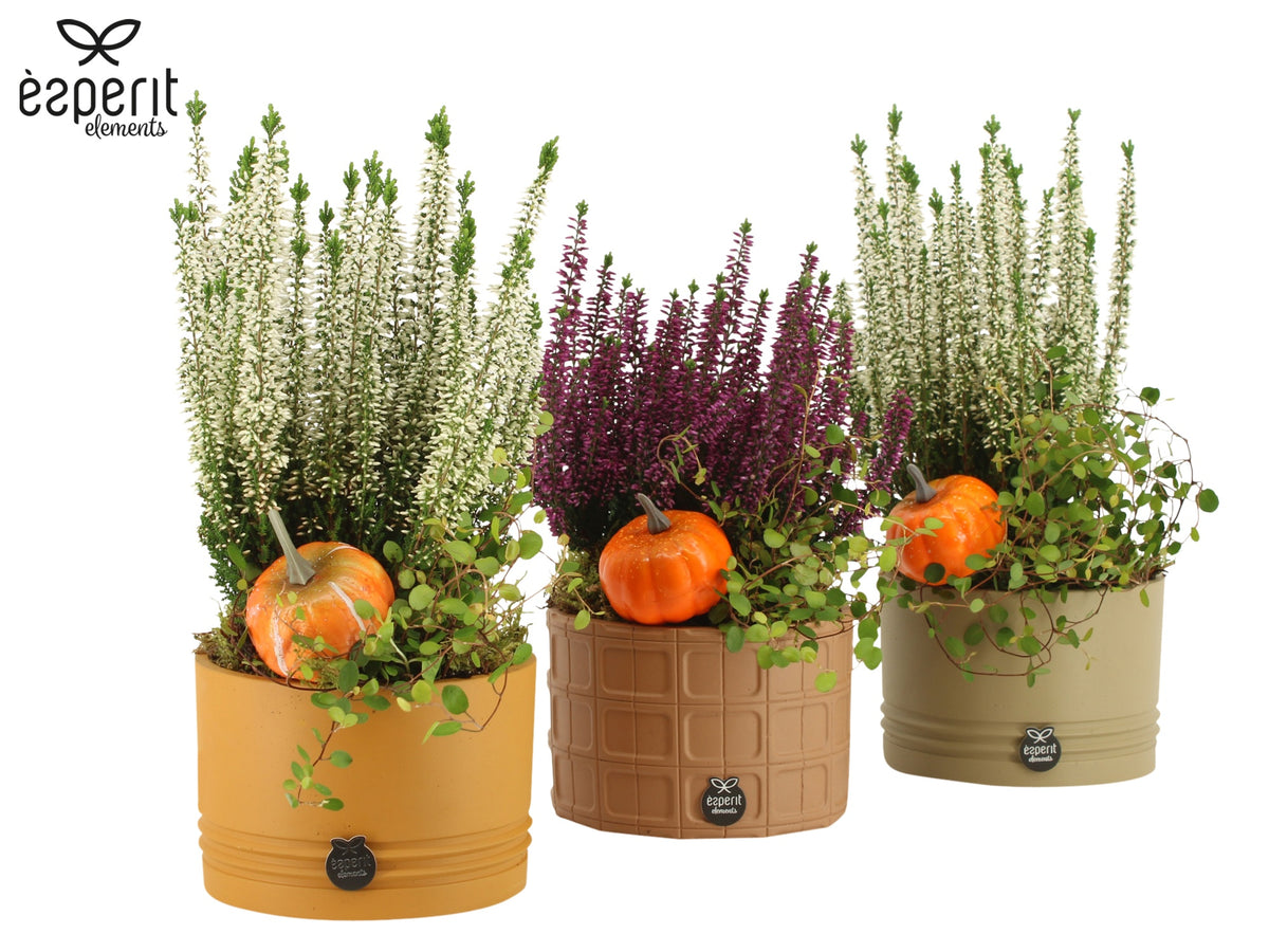 Outdoor arrangement 32cm 14cm Pot