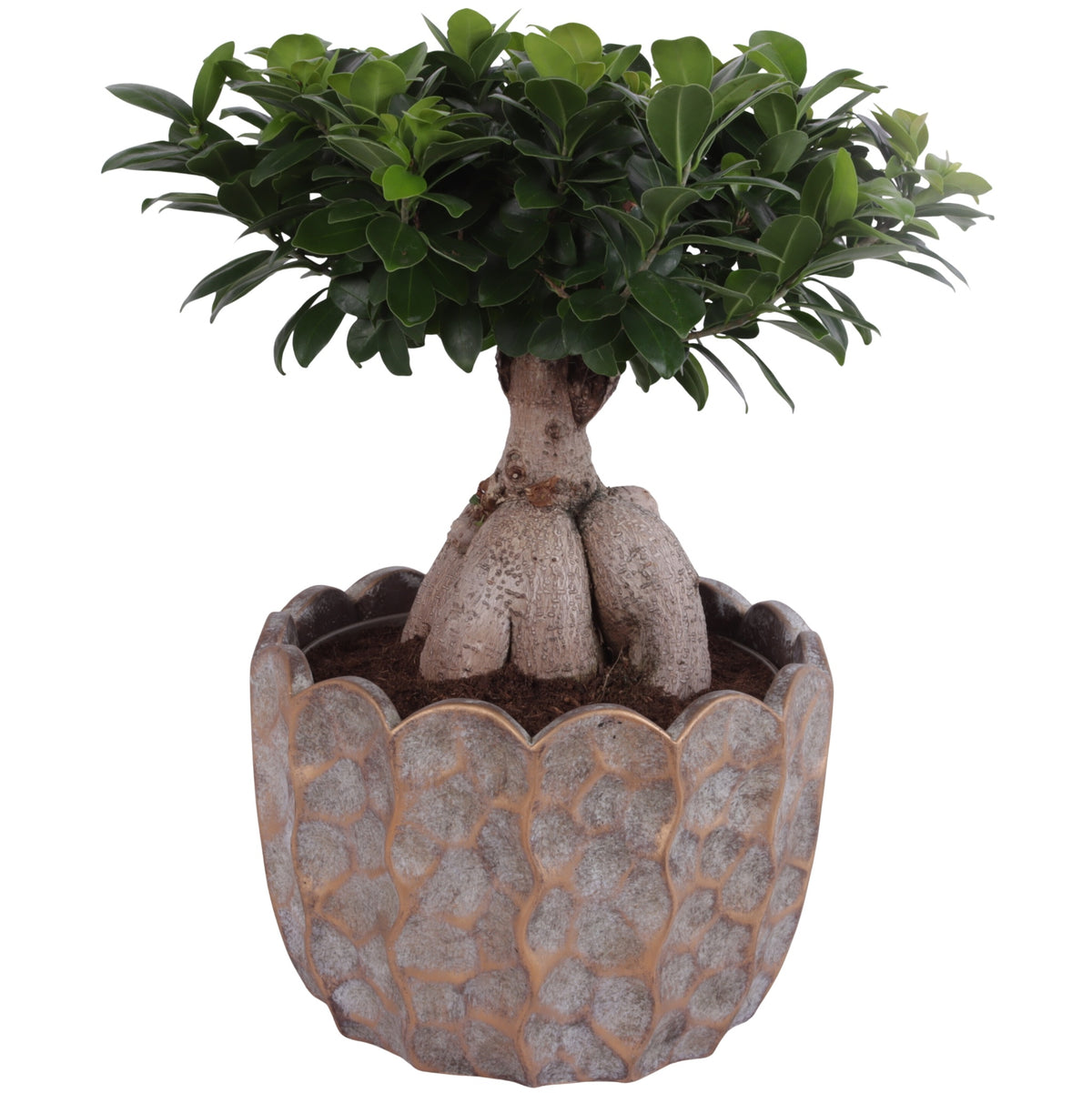 Ficus Ginseng 50cm 28cm Pot