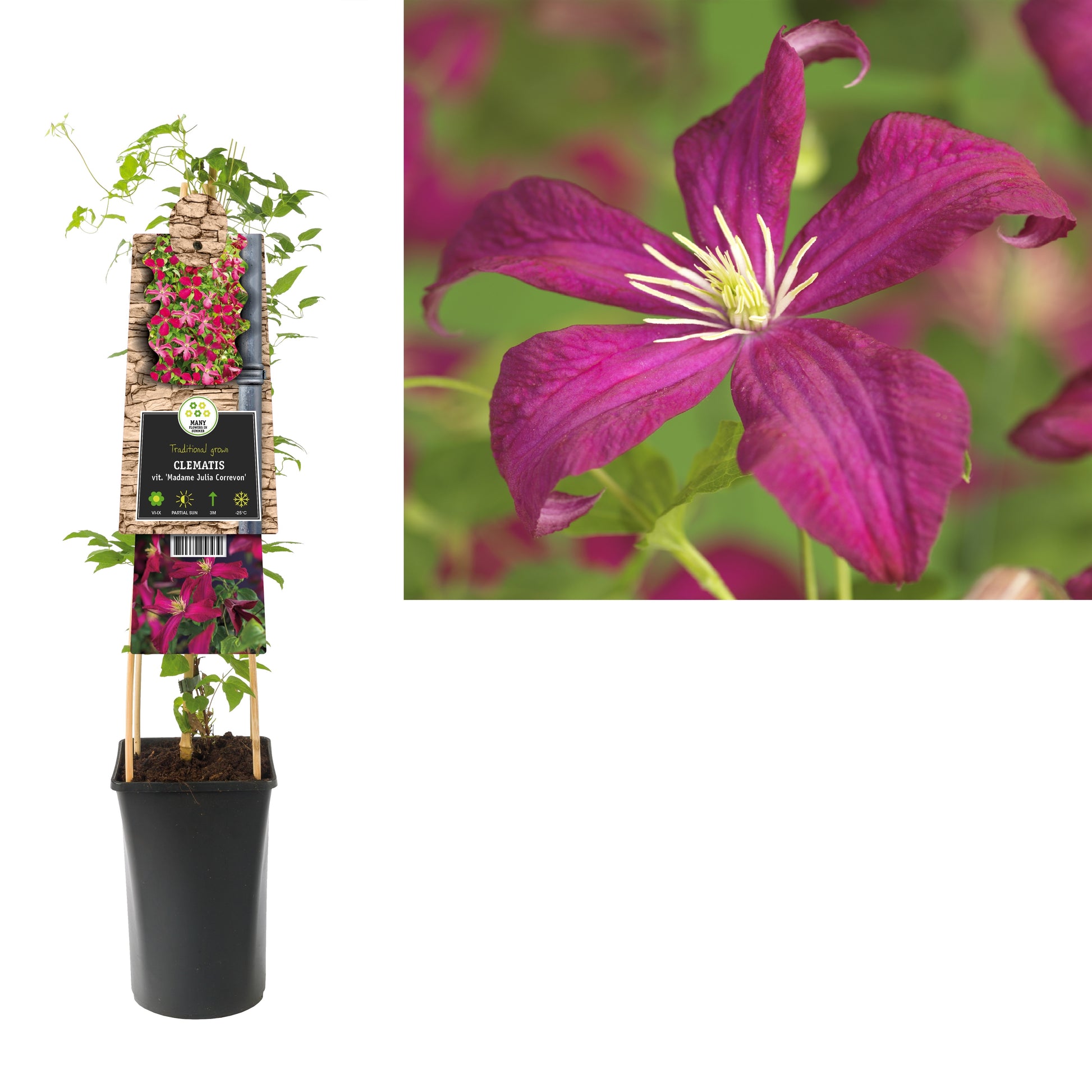 Clematis Madame Julia Correvon 75cm 17cm Pot