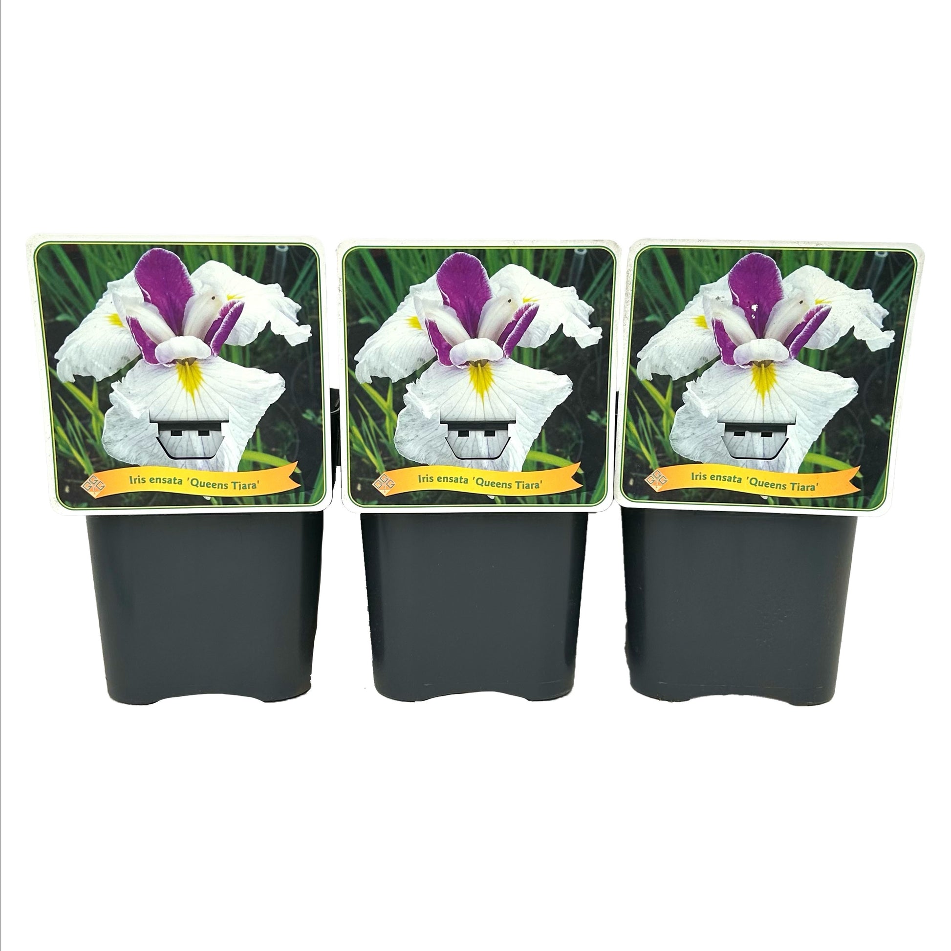 Iris Queens Tiara 35cm 21cm Pot