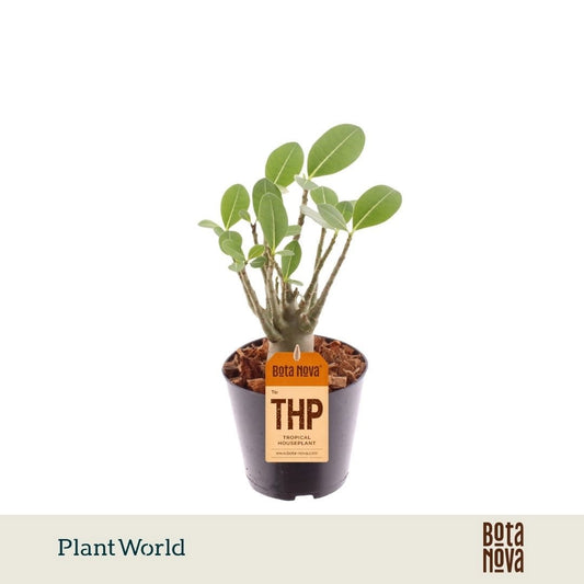 Adenium obesum 25cm 12cm Pot