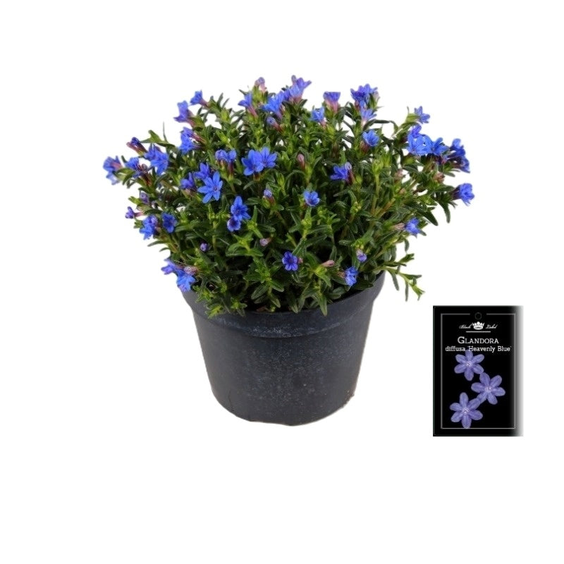 Lithodora Heavenly Blue 25cm 15cm Pot