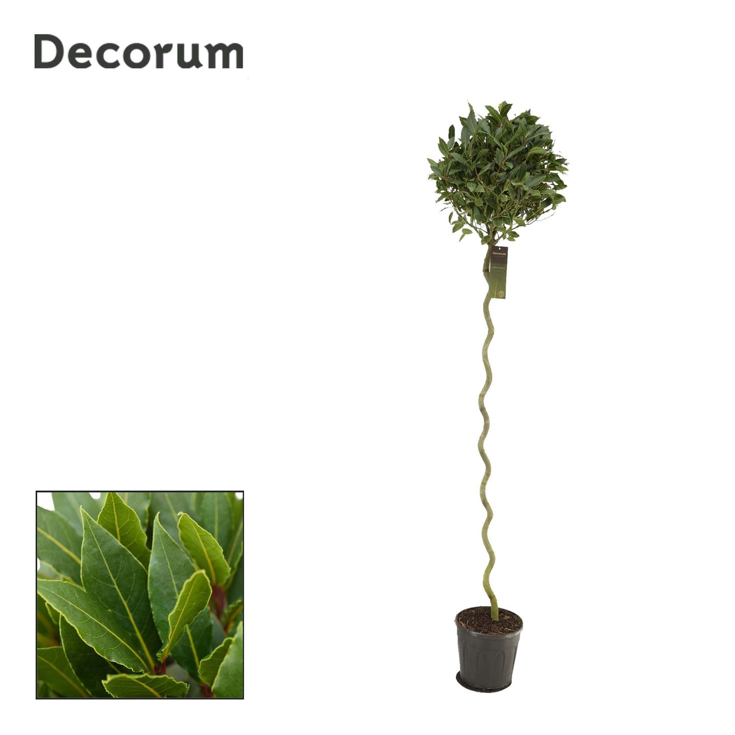 Laurus nobilis 180cm 25cm Pot