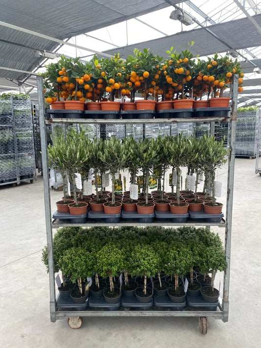 Olea europaea 200cm 15cm Pot