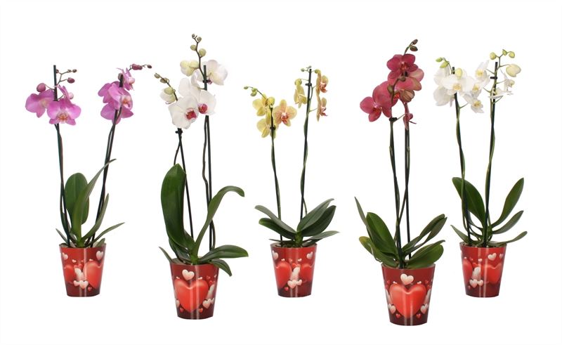 Phalaenopsis mix 55cm 12cm Pot