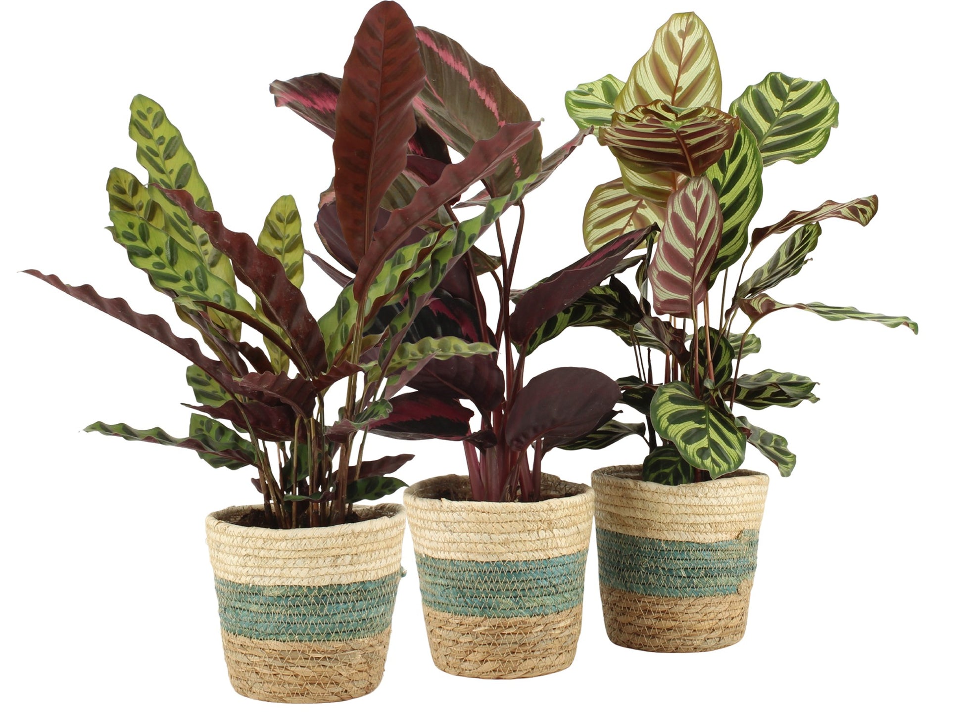 Calathea mix 50cm 14cm Pot
