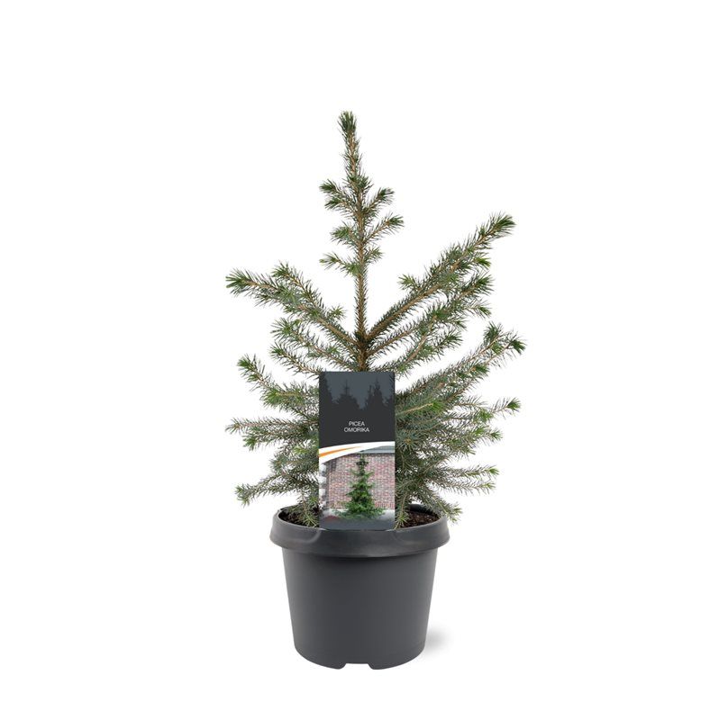 Picea omorika 45cm 19cm Pot