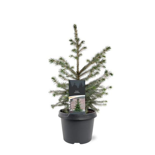 Picea omorika 45cm 19cm Pot