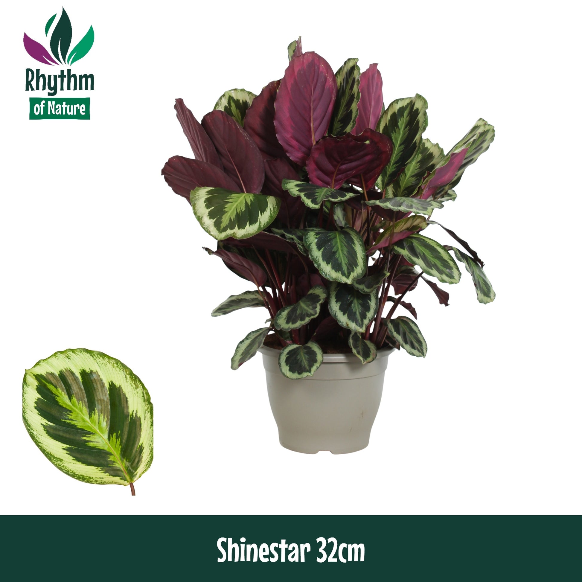 Calathea Shinestar 80cm 32cm Pot